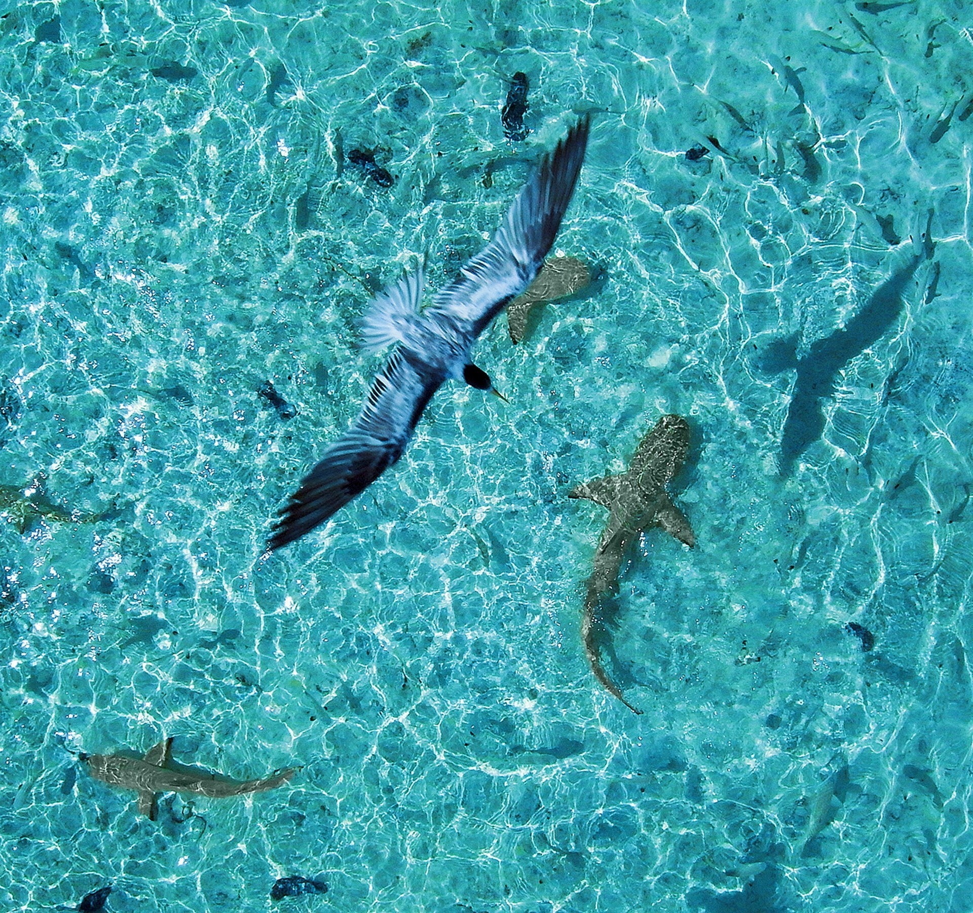 birds ocean sukhoi reflection beauty