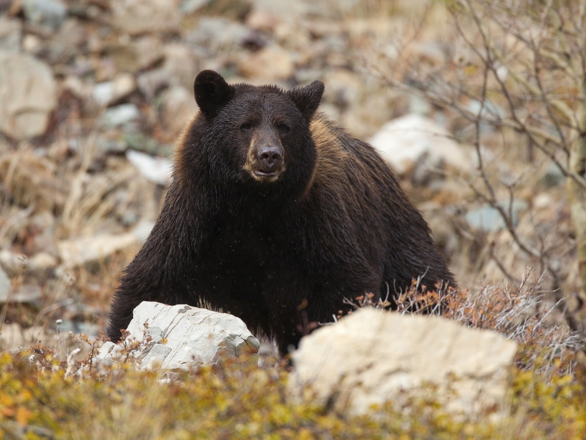 bear toptygin the beast predator stone