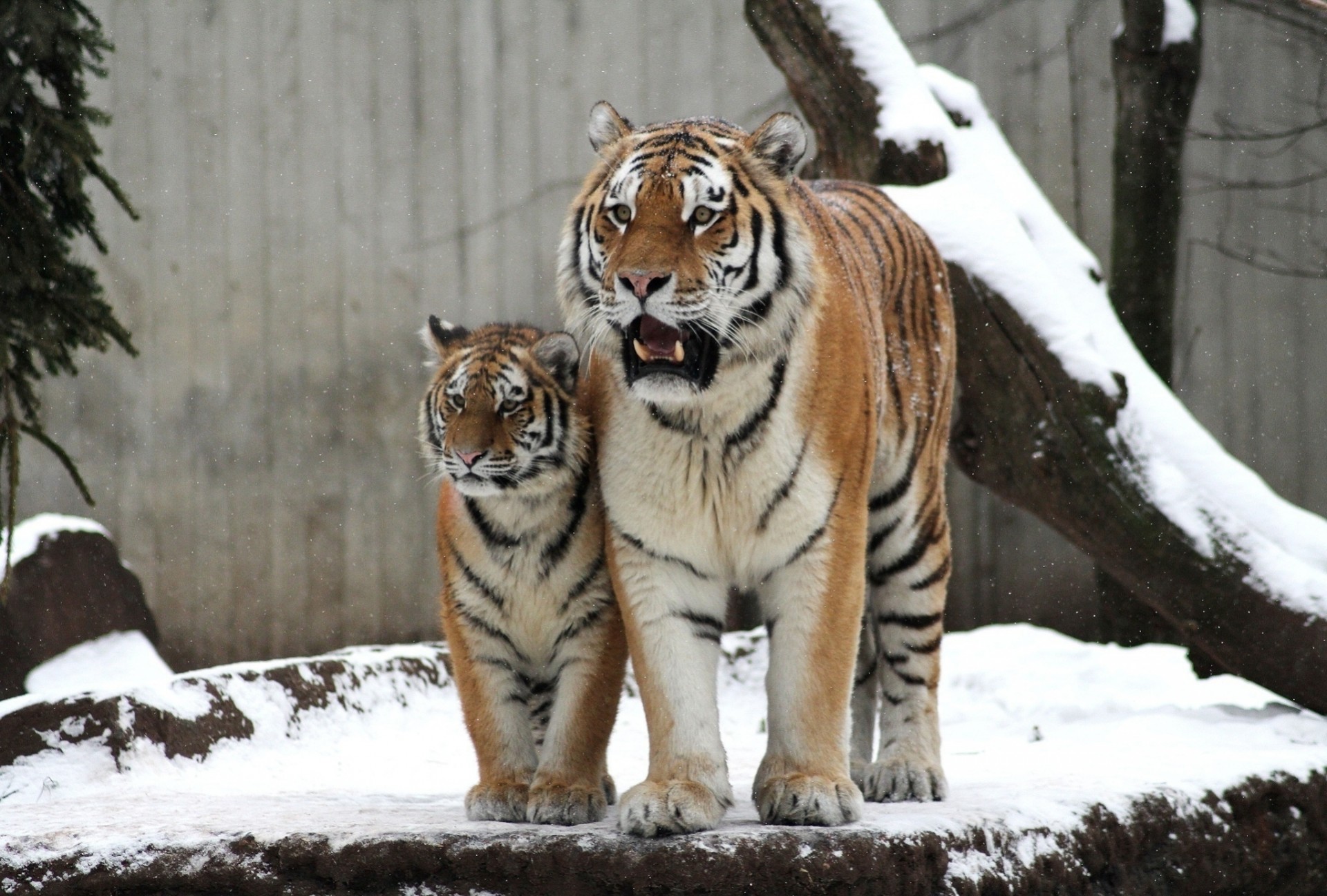 mère chat sauvage tigres cub chapeaux tigre couple famille enfant hiver