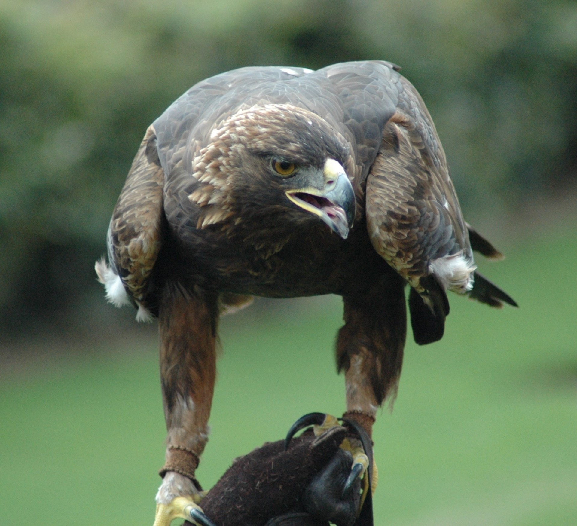 golden eagle predator bird