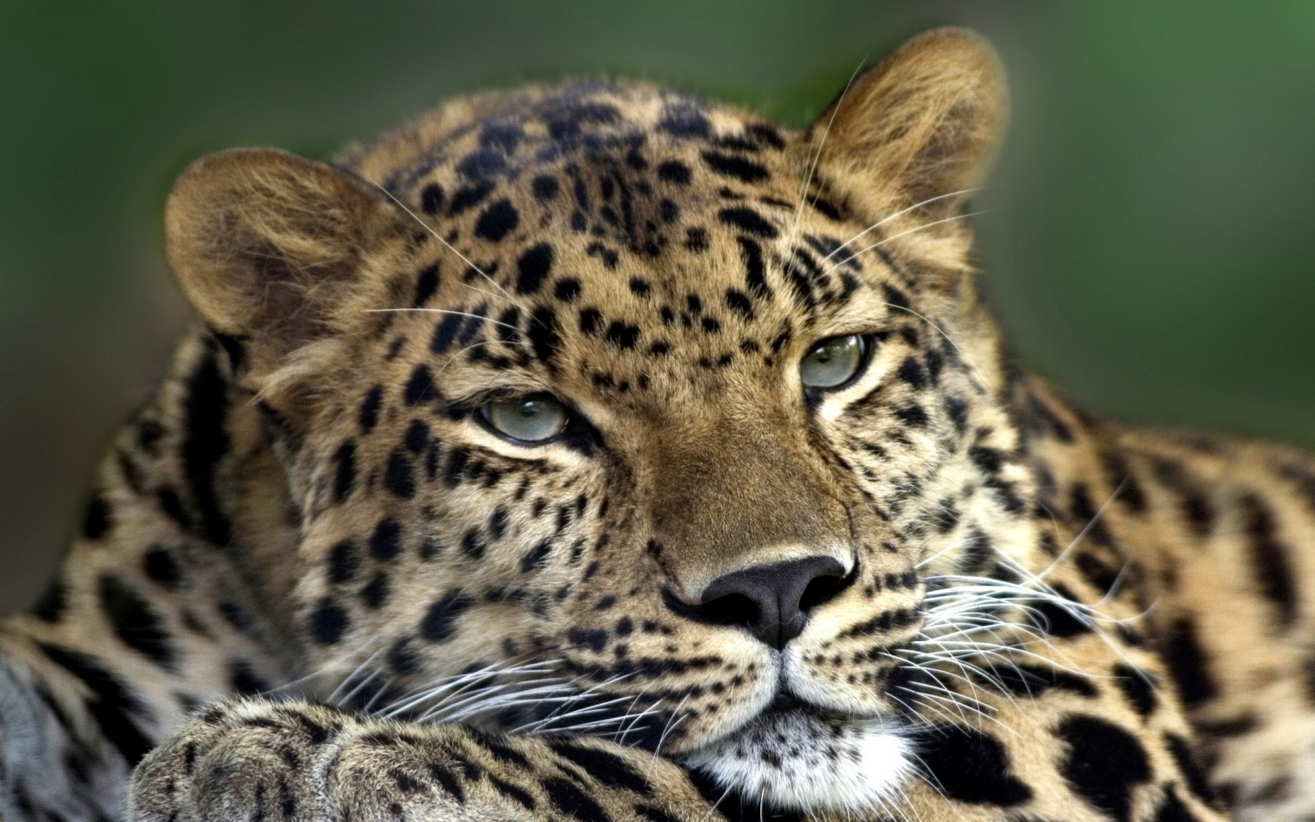 zähne raubtier leopard aussehen traurigkeit