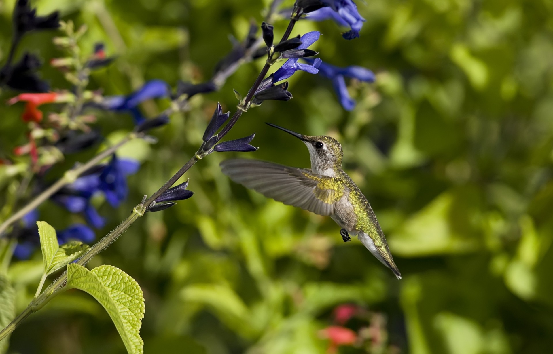 kolibris vögel blumen flügel schwung