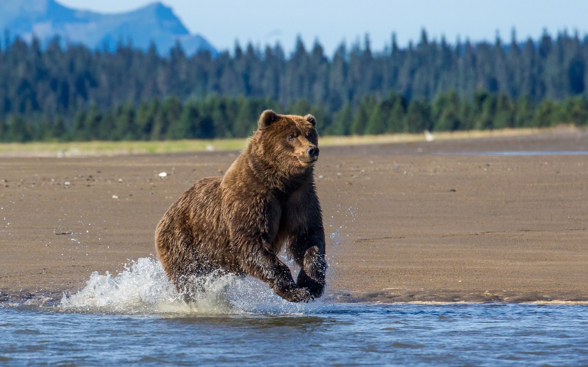 orso lago alaska