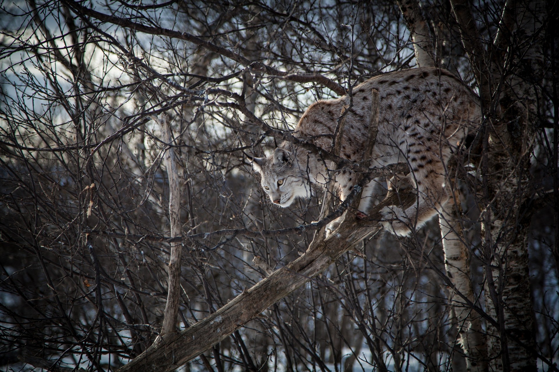 lince gato montés bosque