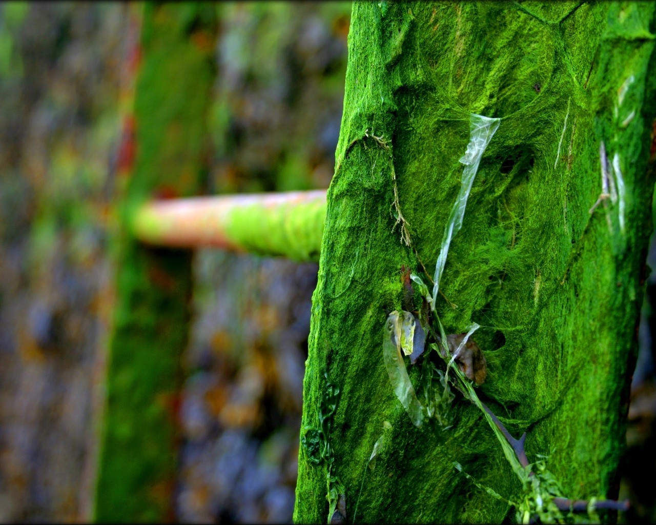 escalera verde tina