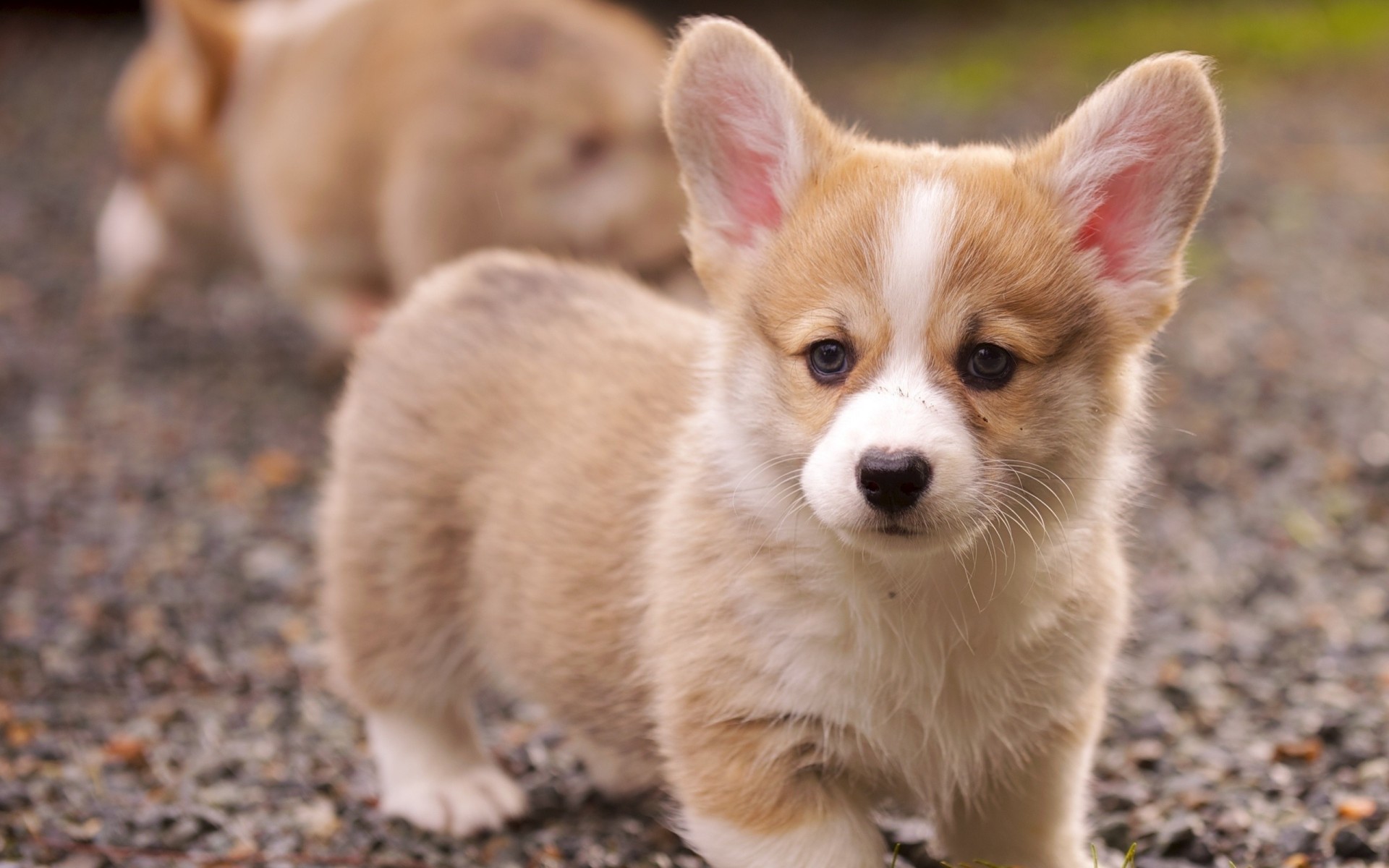 hund welpe corgi