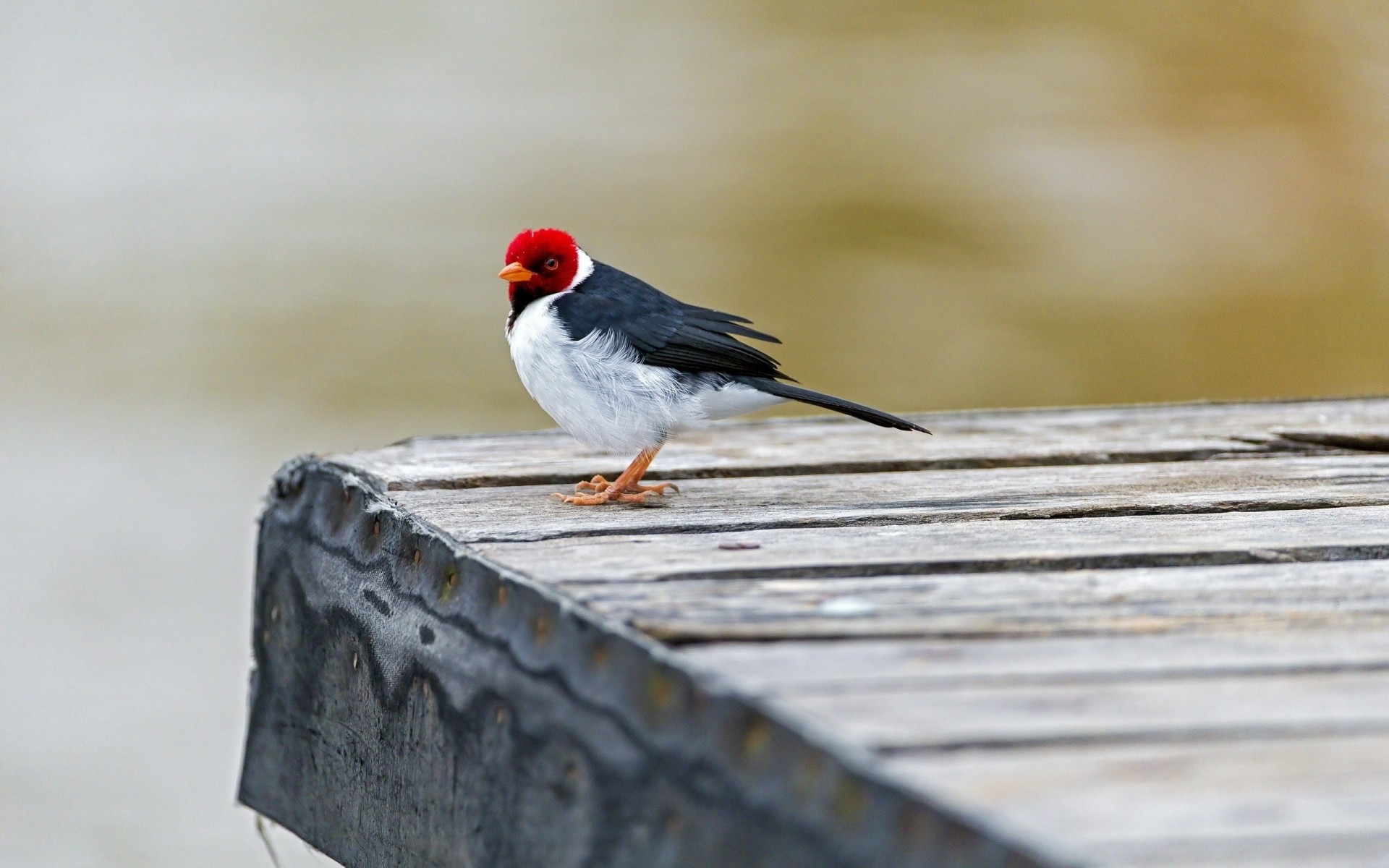 birds flower