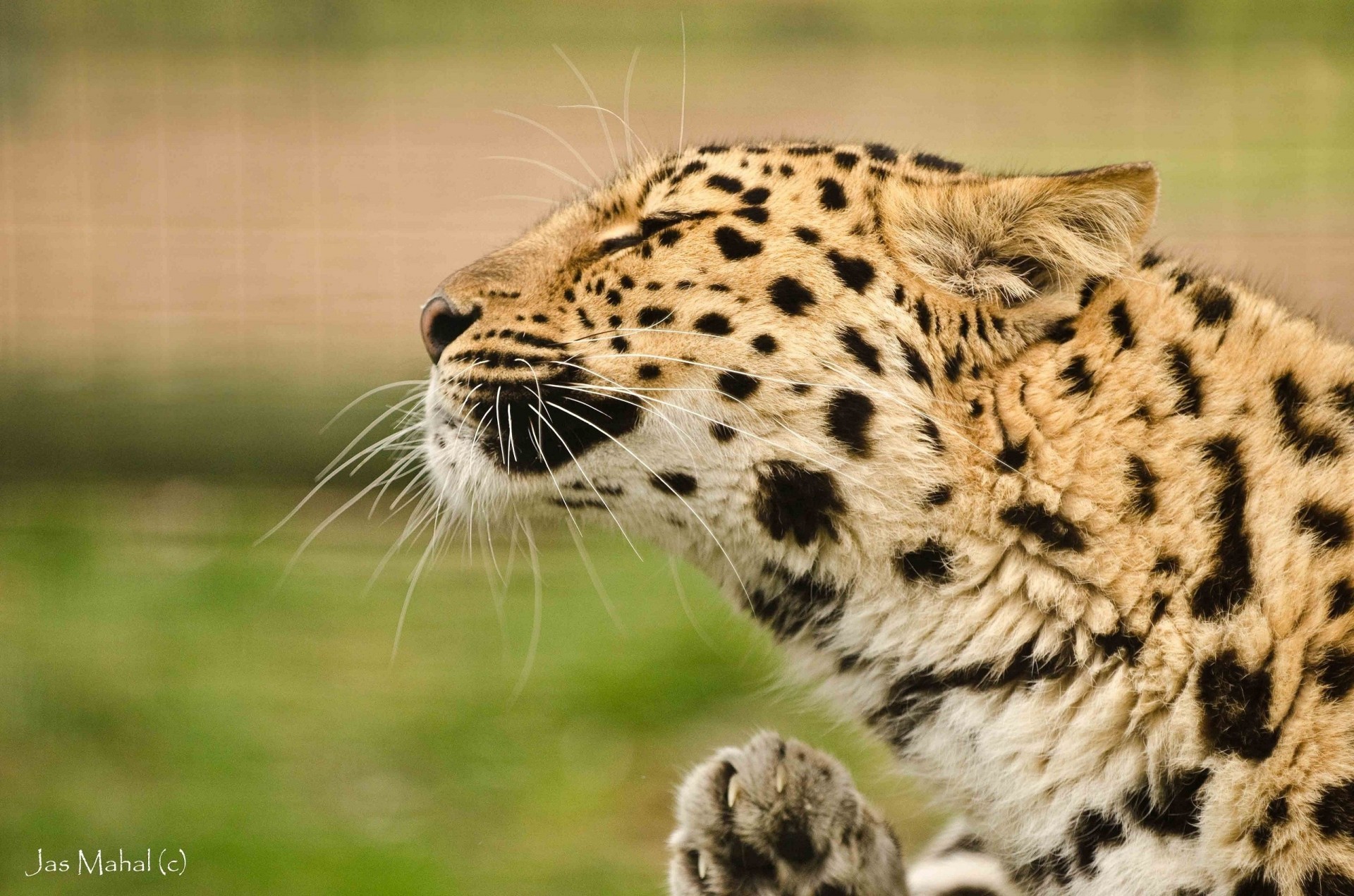 dents chat sauvage léopard