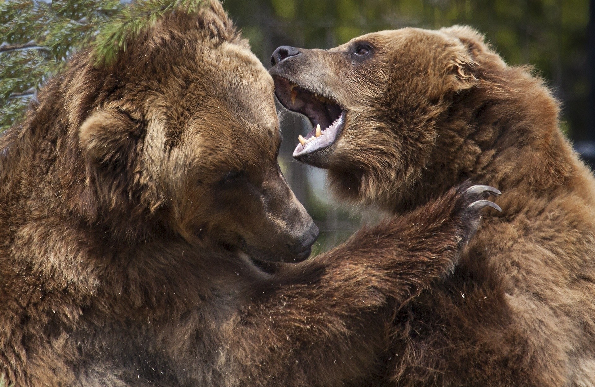 Бурый медведь против. Медведь Гризли против бурого медведя. Бурый медведь против Гризли. Медведь Гризли с медвежатами. Бурый медведь драка.
