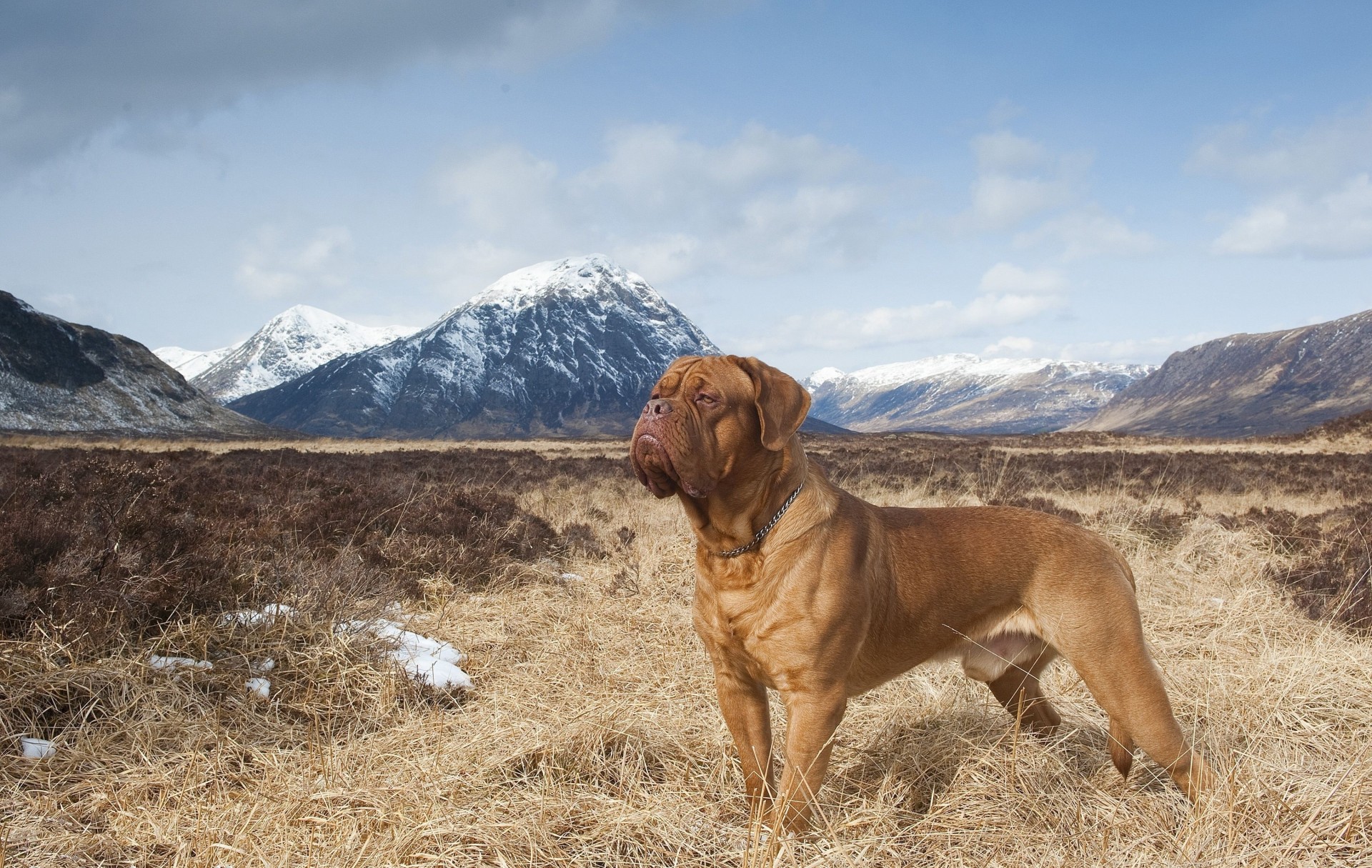 perro gran danés de burdeos montañas naturaleza