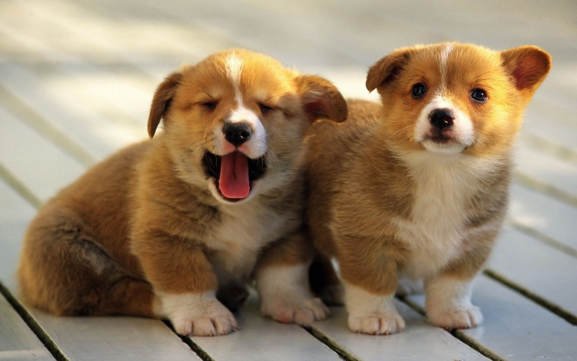 race chiens chiots enfants welsh corgi