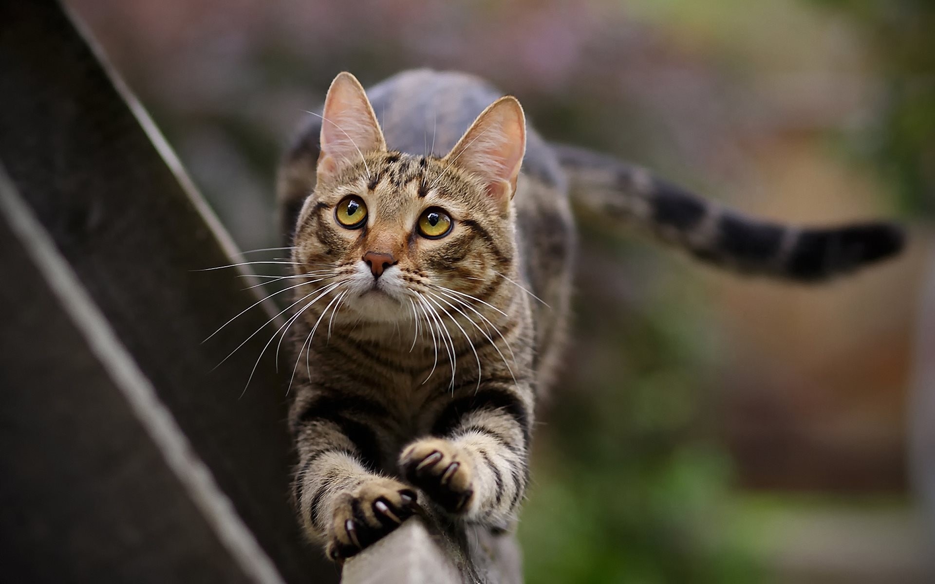 paws whiskers cat tail leg