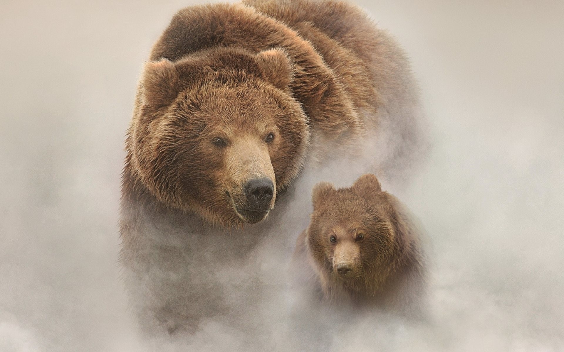 animali nebbia orsi