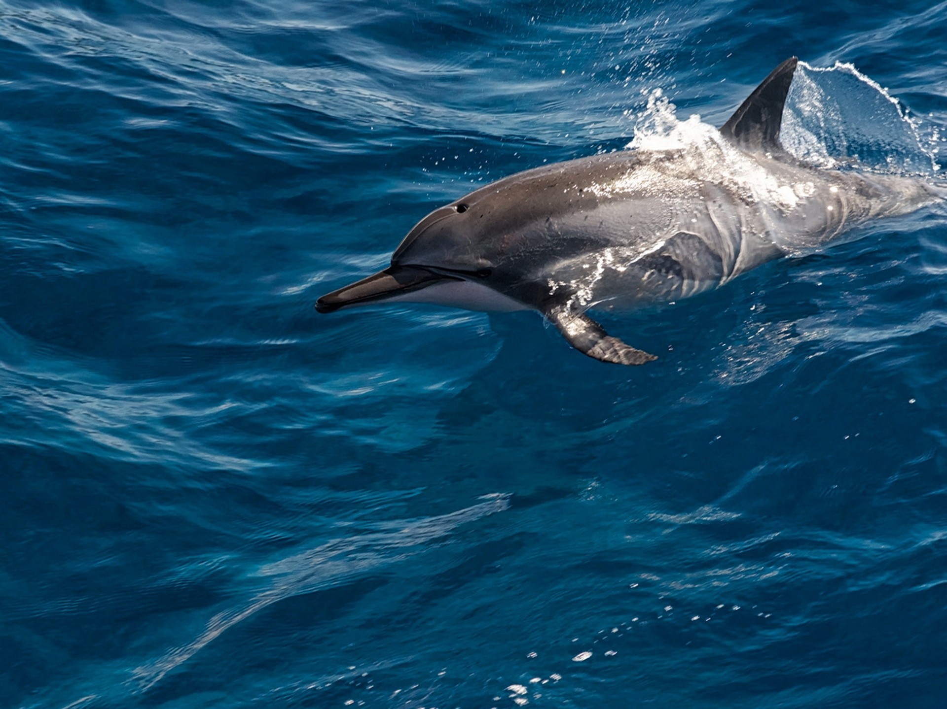 oceano bomboletta spray acqua bellezza delfino isola di maui