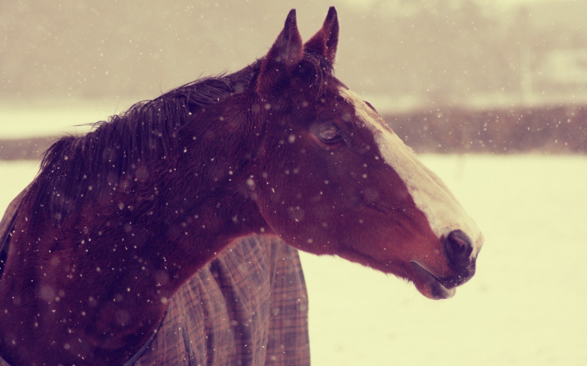 dents fond papier peint cheval neige animaux hiver