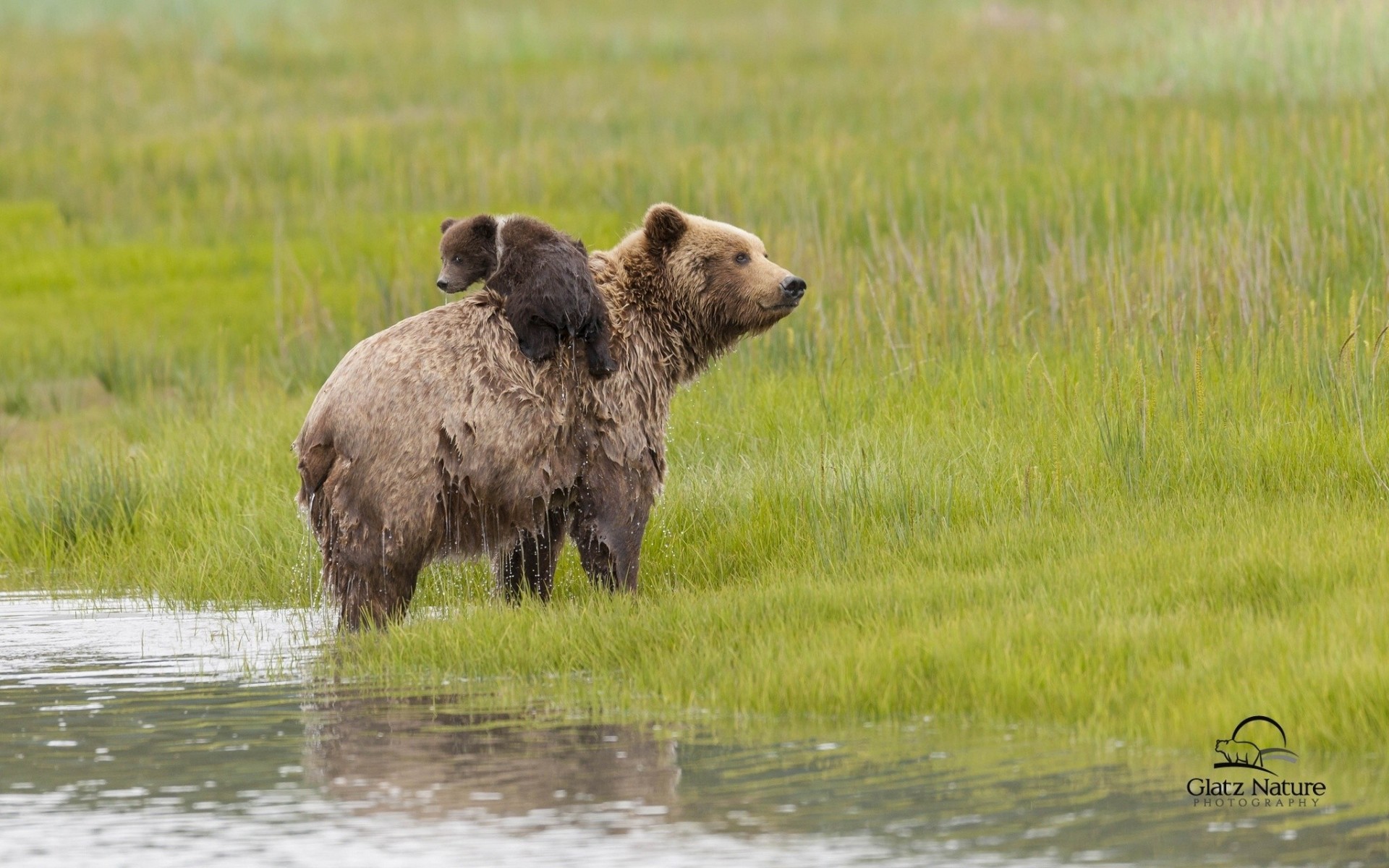 alaska ours en peluche eau ours ours cub prairie