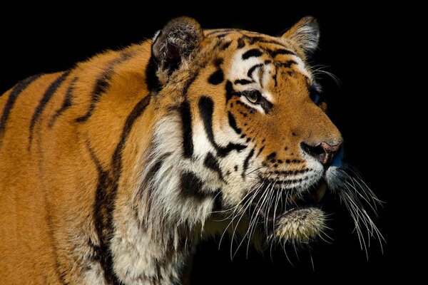 Tigre adulto en un fondo oscuro