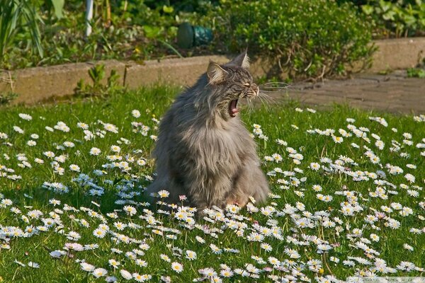 I slept well among a field of daisies