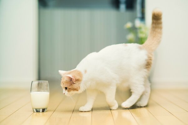 Il gatto ha visto il latte in un bicchiere di vetro