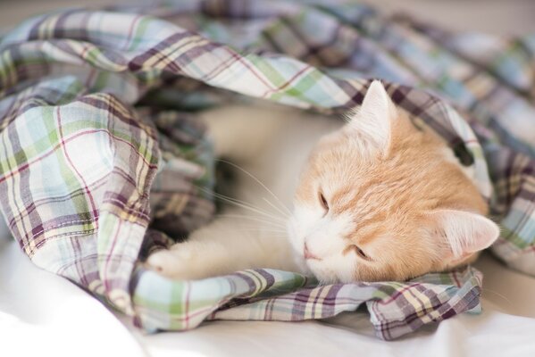 Chat endormi se prélasser dans une chemise