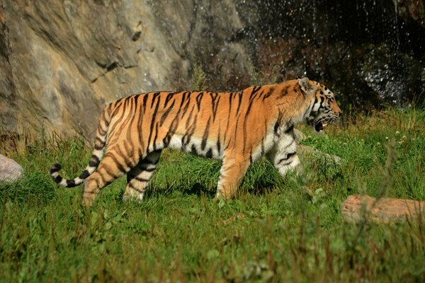 Wild cat hunting near rocks