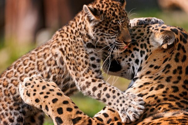 A leopard cub with its mother. Care