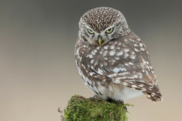 Beautiful owl on beige background