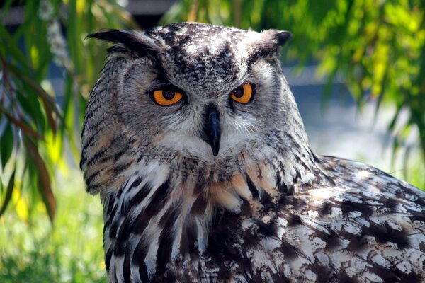 L oiseau de nuit est un hibou prédateur