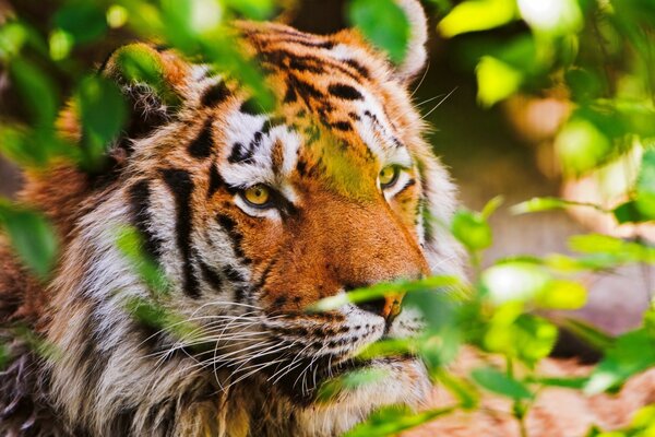 Tiger auf der Jagd, im Hinterhalt versteckt