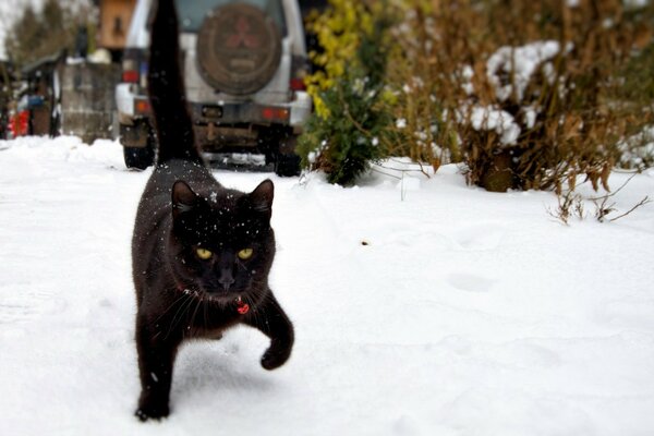 Eine schwarze Katze mit gelben Augen geht durch den Schnee