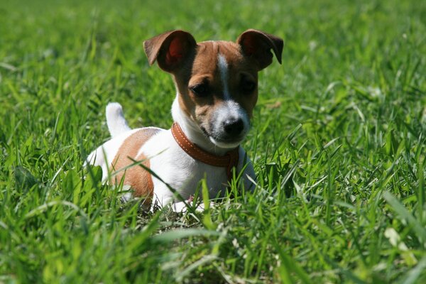 Jack Russell Terrier im Gras