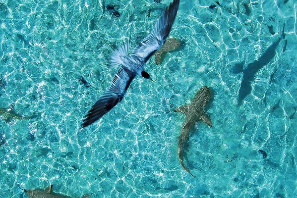 Oiseau Planant au-dessus des requins dans l océan bleu