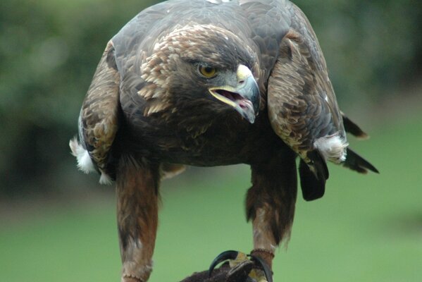 Hermoso águila real sobre un fondo borroso