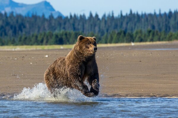 Brown bear on the lake. Alaska