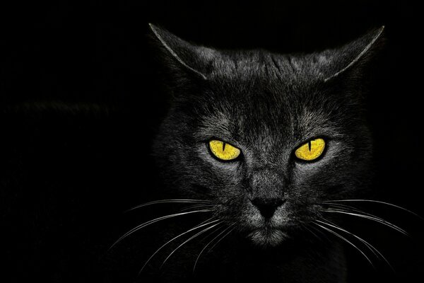Der Blick einer schwarzen Katze im Dunkeln