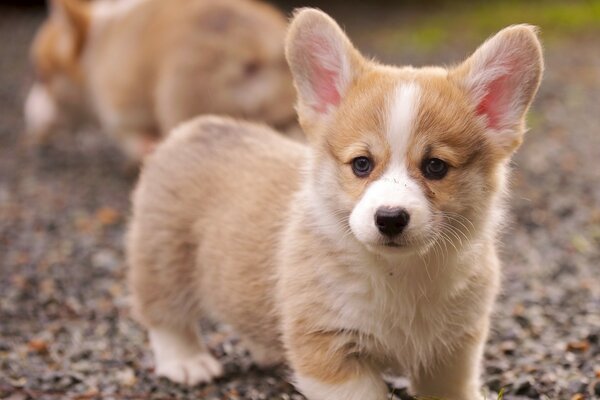 Lindo cachorro Corgi con orejas