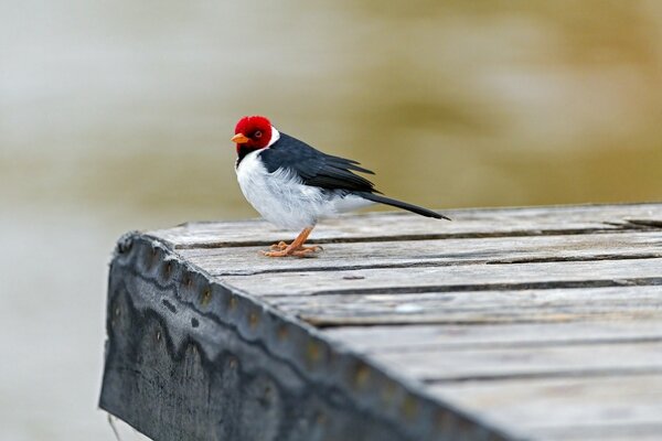 Heller Wintervogel Snigir