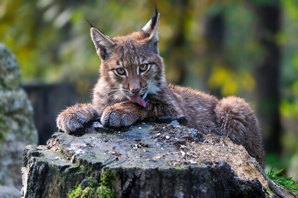 Cachorro de lince