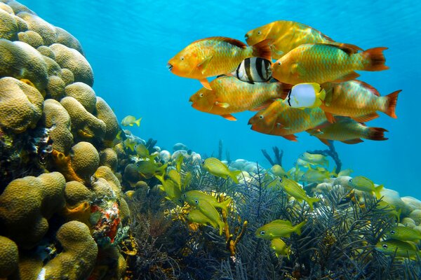 Eine Herde von Fischen, die zur Koralleninsel schwimmen