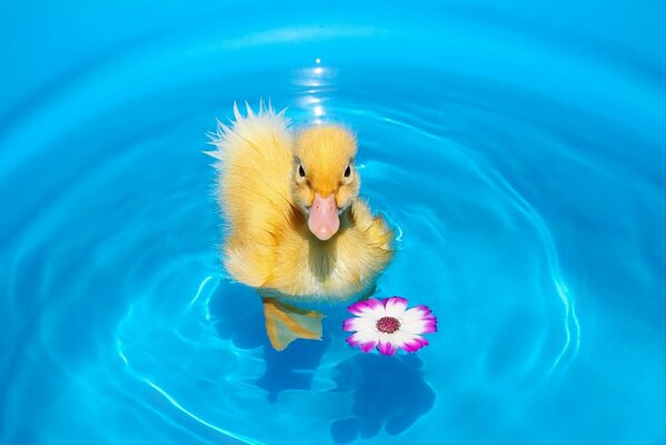 Entlein im blauen Wasser mit einer Blume