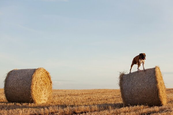 Ein Hund, der auf einen Heuhaufen kletterte