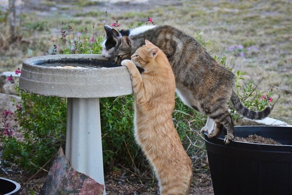 One day the cats came to drink