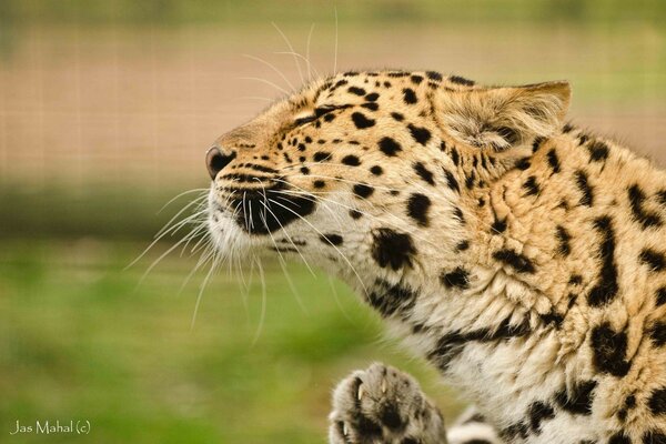 Leopardo. Gato montés. Hermoso