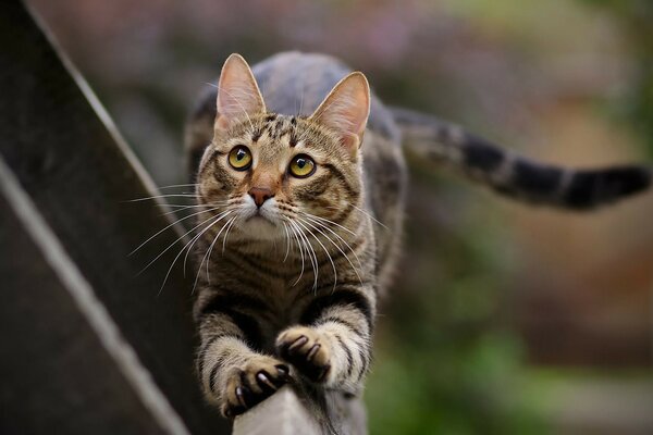 Un chat surpris est assis sur un tableau noir