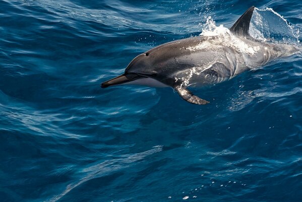 Der Delphin tummelt sich und springt aus dem Wasser