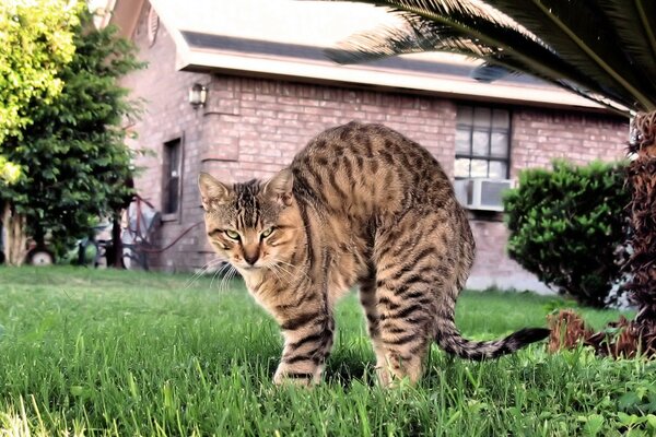 A cat in the village. Angry at the mouse