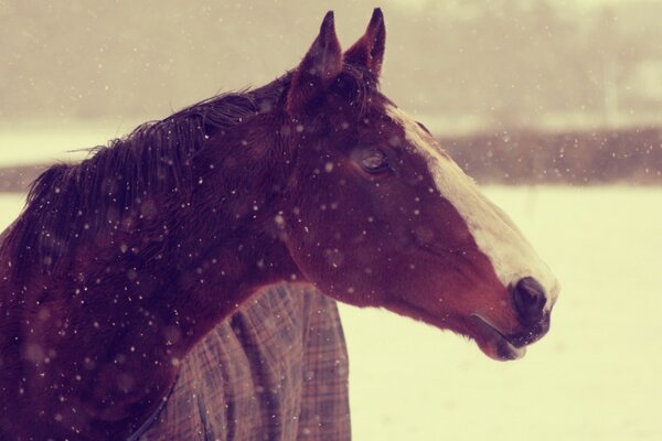 A horse stands against the background of a stable on a snowy winter day