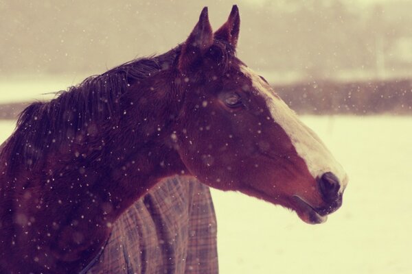 Il cavallo si trova sullo sfondo della stalla in una giornata di neve invernale