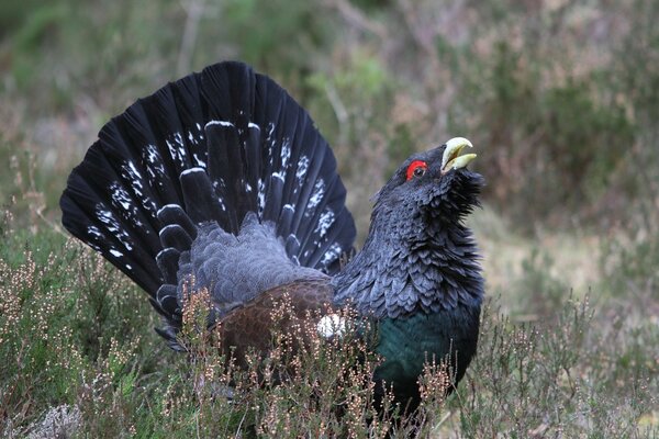 The song of the capercaillie in search of a girlfriend