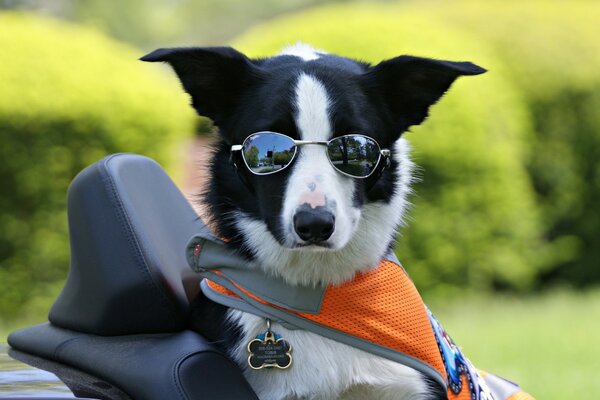 Der Hund trägt eine Sonnenbrille. Border Collie